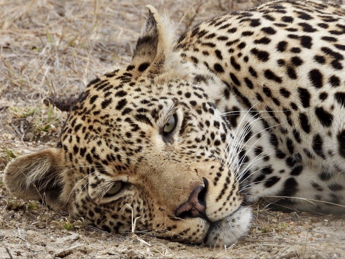 Regula Maria Koerner tweet media