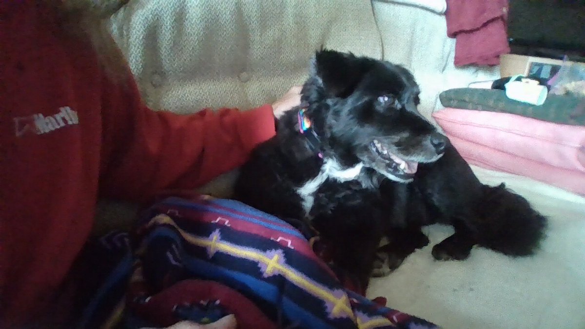 Good morning everyone. Meet Dorothy, we are taking her for a while today as her house is getting a roof put on. She is scared of all the pounding going on.