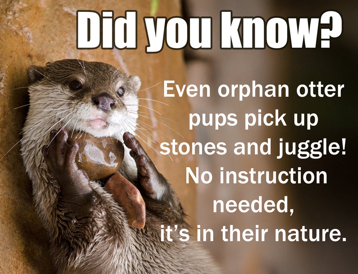 In Otter News.... (@in_otter_news2) on Twitter photo 