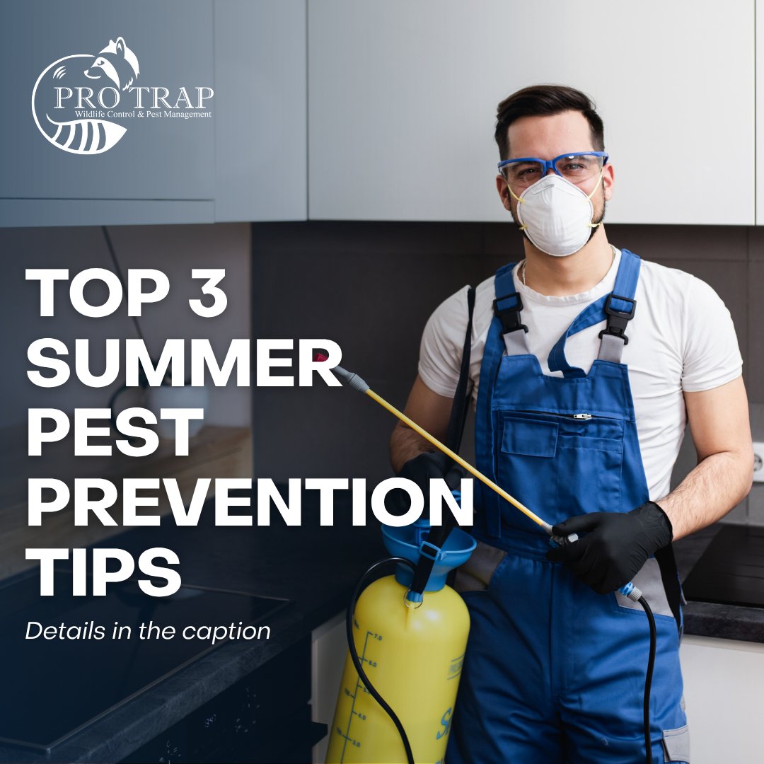 Top 3 Summer Pest Prevention Tips:

1️⃣ Close any entry points.
2️⃣ Remove food and water source.
3️⃣ Maintain a tidy home

Stay pest-free!

#ProTrap #PestPrevention
