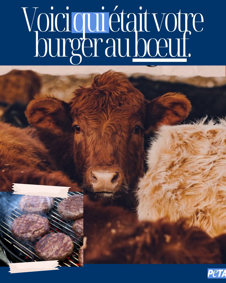 Votre « burger 100% bœuf » était 100% un individu.