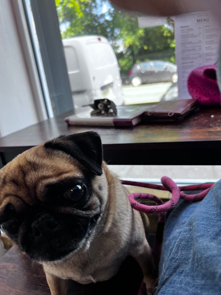 Having a very fine cup of jasmine at the lovely @cafeculturewirral after a very nice dog walk in Victoria park
*dog #cafeculturewirral #anicecupoftea #walkies #pug #pugnacious
