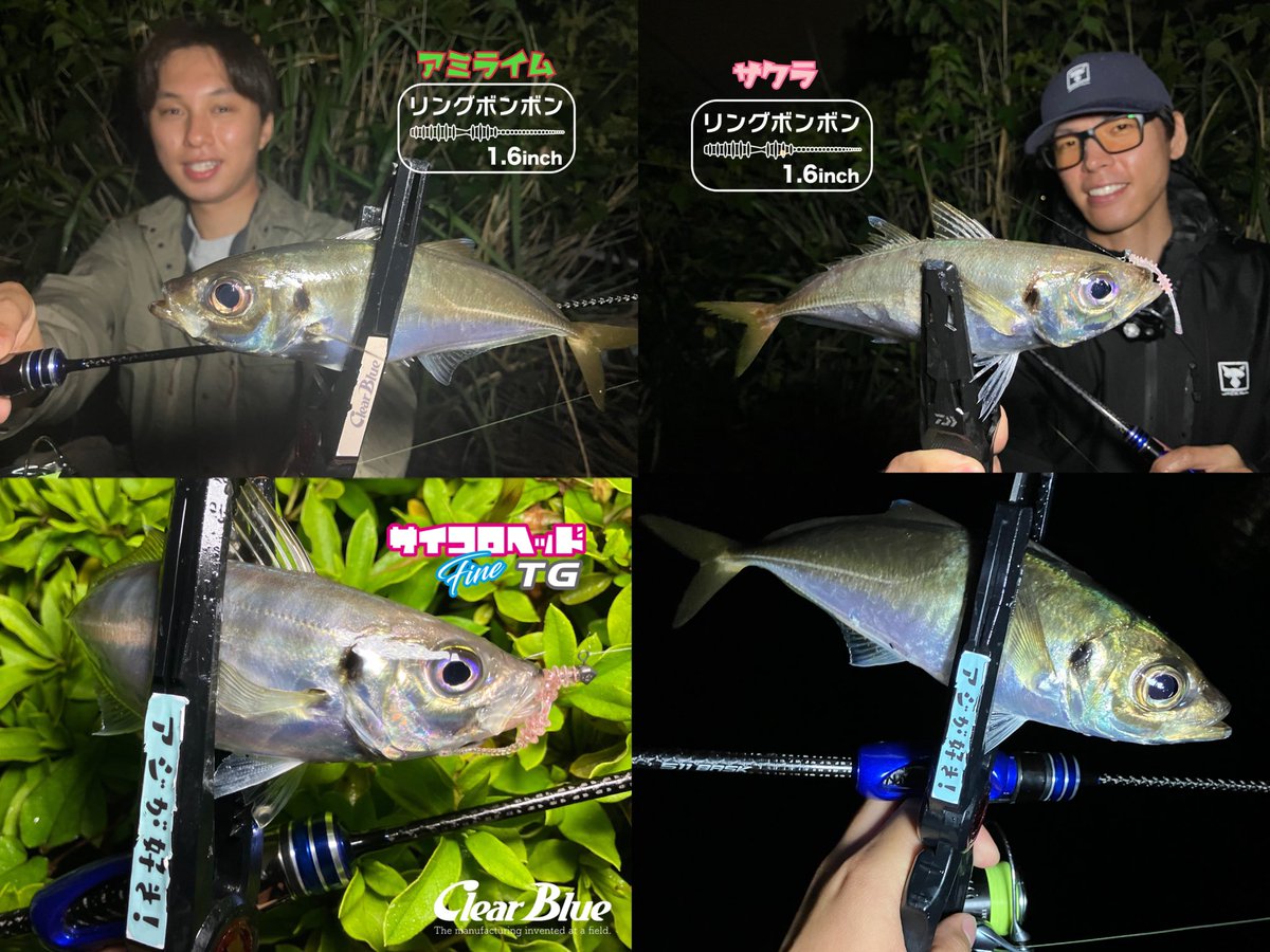 kissy4fishing's tweet photo. jackkalスタッフ
佐藤さんを横浜にお招きして🌉
横浜アジングの醍醐味が沢山詰まった、それはそれは楽しい夜でした😌
再現性を求めてつい深夜まで…
楽しい夜をありがとうございました📷
#横浜アジング #アーバンサイドフィッシング #clearblue #クリアブルー #pr #青組 #アジング #crystar511bask https://t.co/x4loGPeMhH