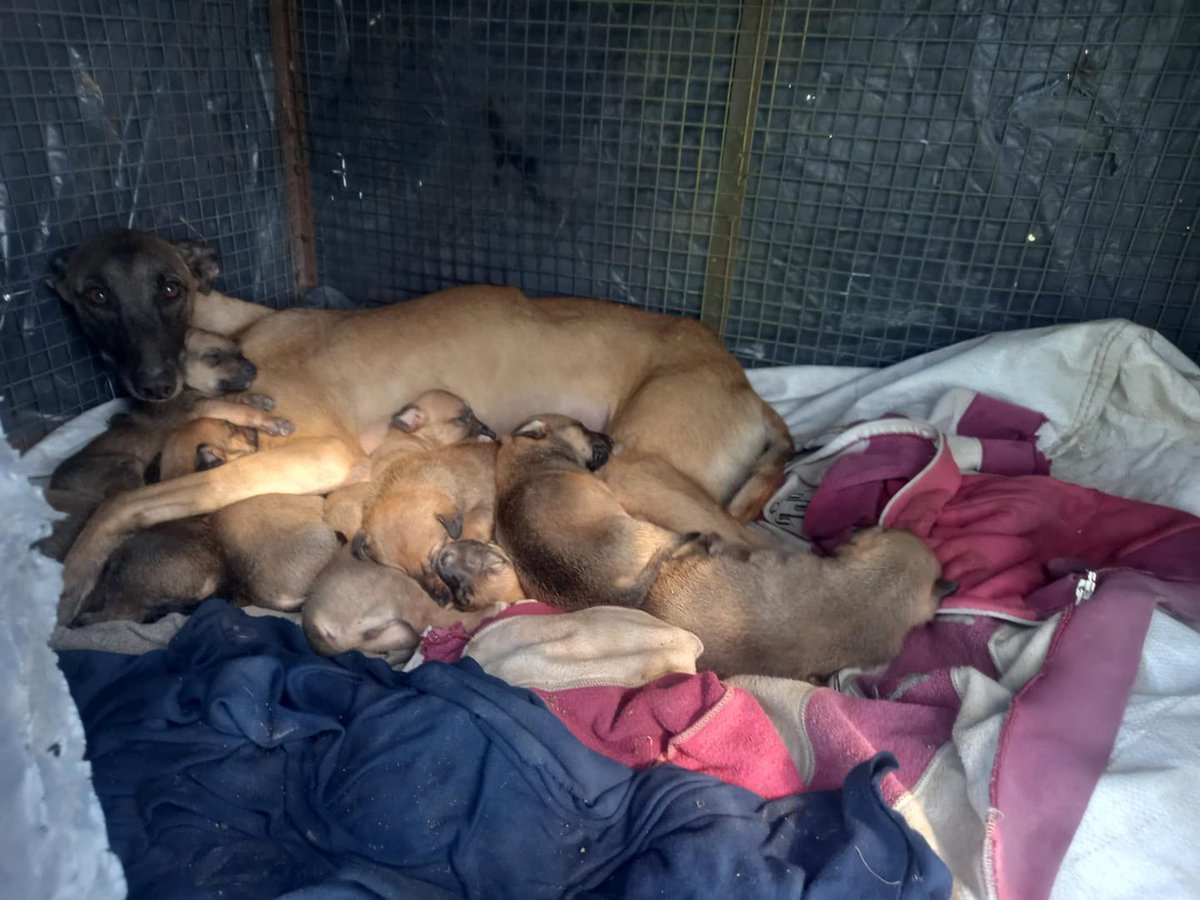 Necesito tránsito para ella
Está en un pueblo muy galguero y son 10 bebés
Ya hemos hecho esto, necesito ayuda y sacarla de donde está para salvarles la vida 
Si podes transitarla escribirme, CABA y GBA 
RT por favor