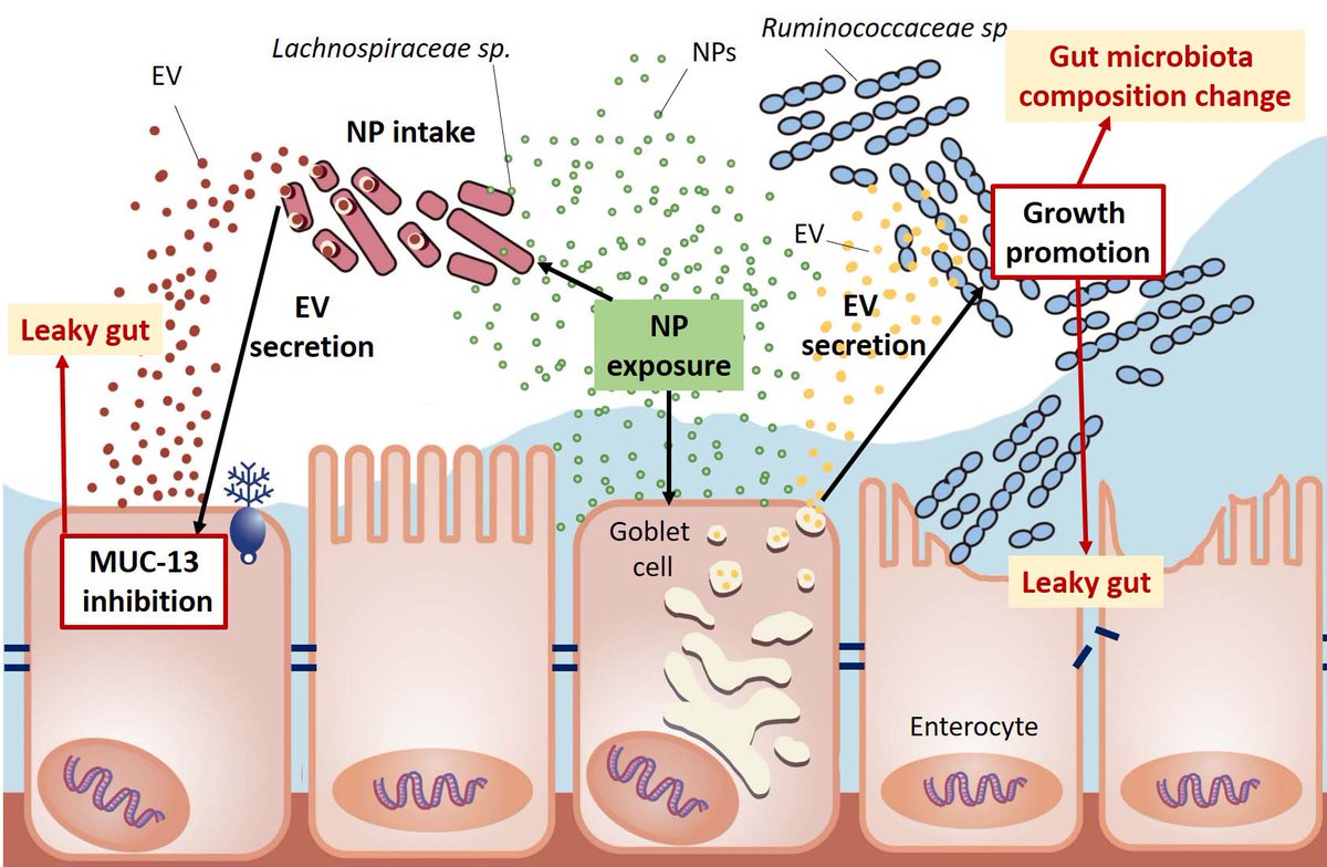 How microplastics can induce a leaky gut
nature.com/articles/s4146…