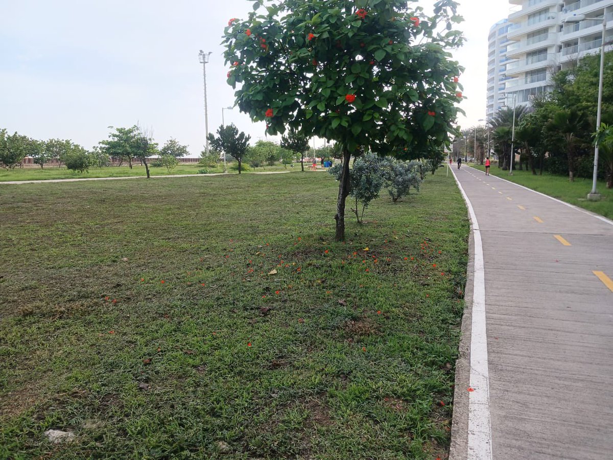 #PacaribeEnOperación I 🌿✂️ Se continúan las labores de corte de césped en el Parque Lineal de Crespo, garantizando el adecuado mantenimiento de las zonas verdes para el disfrute de la comunidad y la conservación del entorno.
