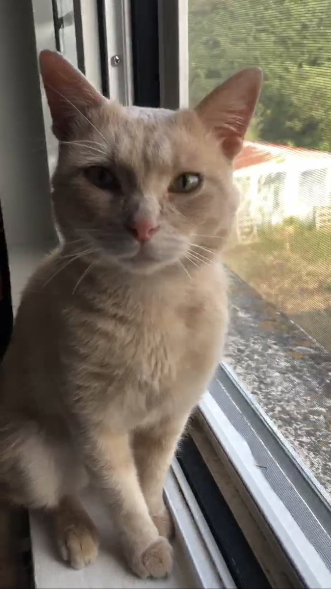 Coucou les chamis ! Je suis Alto (le plus beau), je suis à l’adoption dans le 17! 
Est ce que ma famille me trouverait sur X? 😻

Voici mon post adoption : facebook.com/share/1QNGFowa…

Bisounez les popains🥂