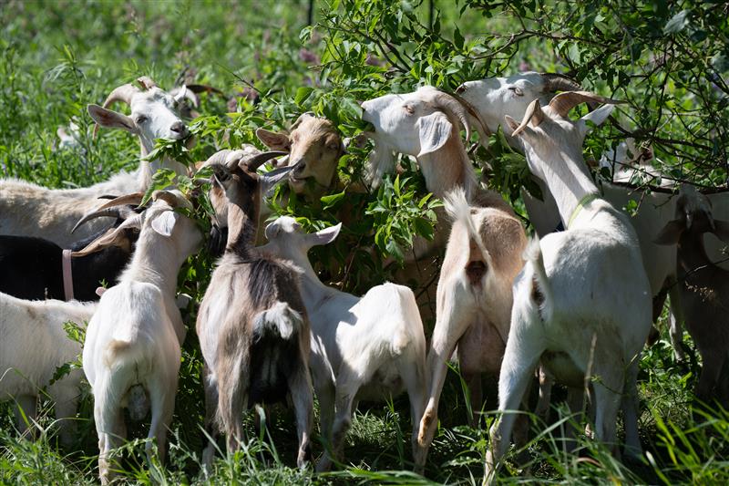 An eco-herd of goats are grazing for two days at City of Toronto’s Don Valley Brick Works Park

News release: toronto.ca/news/an-eco-he…