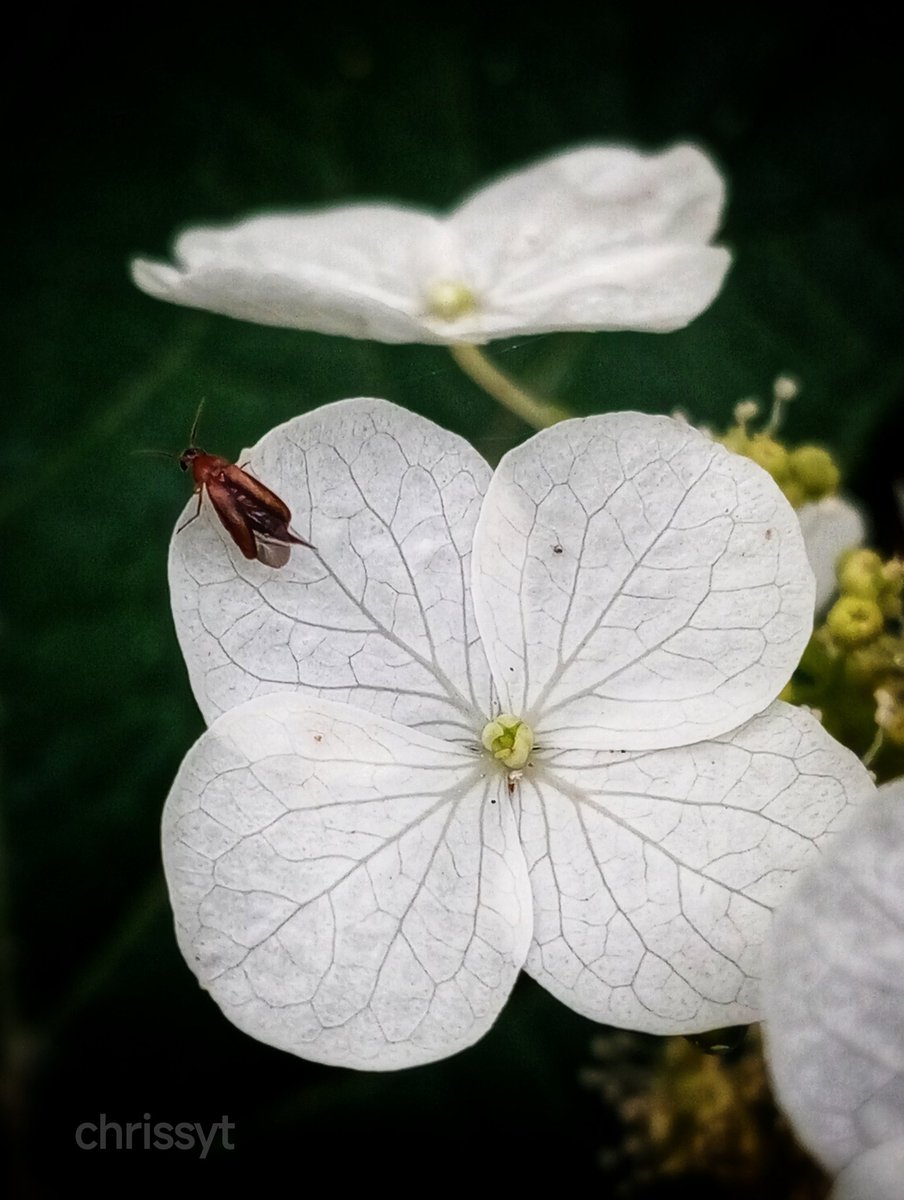 Même en pleine tempête, persiste à avancer 
Chaque pas, même s'il est fragile, est important et courageux.
Bel après midi 🙏🧡🧡