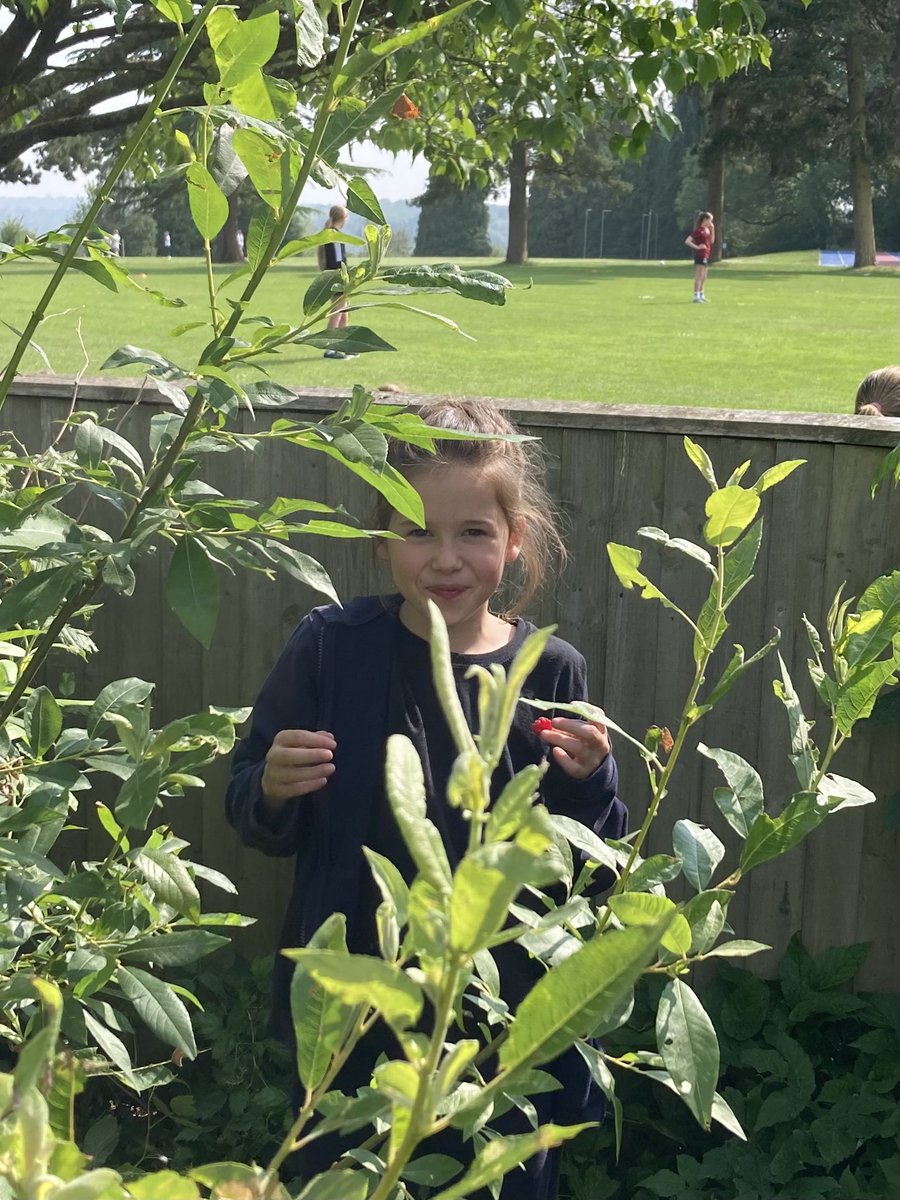 PipersForestSch's tweet image. Forest Club enjoyed foraging for raspberries to fill their tortilla wraps before frying them over the fire #pipersclubs #forestfun #pipersprep