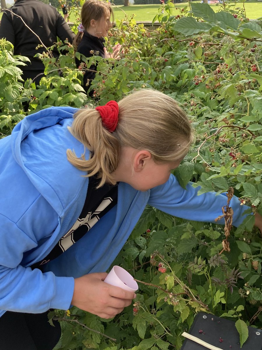 PipersForestSch's tweet image. Forest Club enjoyed foraging for raspberries to fill their tortilla wraps before frying them over the fire #pipersclubs #forestfun #pipersprep