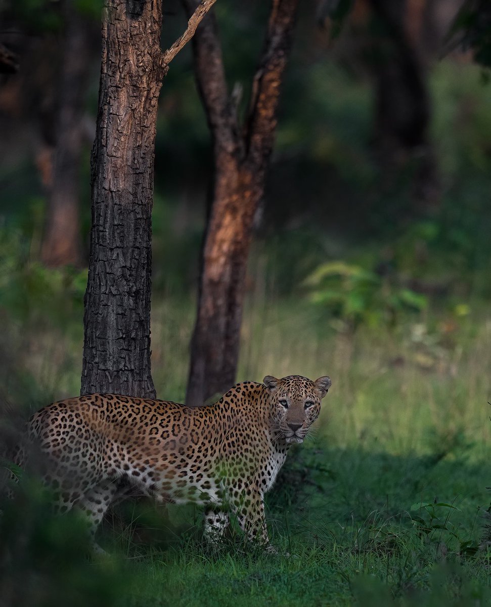 Rohith Gopidi, IFS (@rohithgopidi) on Twitter photo Such a magnificent click captured by wildlife photographer Manoj during Safari <a href="/AmrabadTiger/">Amrabad Tiger Reserve</a> . Years of hardwork of staff finally paying off with increased wildlife activity. Such a magnificent click captured by wildlife photographer Manoj during Safari <a href="/AmrabadTiger/">Amrabad Tiger Reserve</a> . Years of hardwork of staff finally paying off with increased wildlife activity.