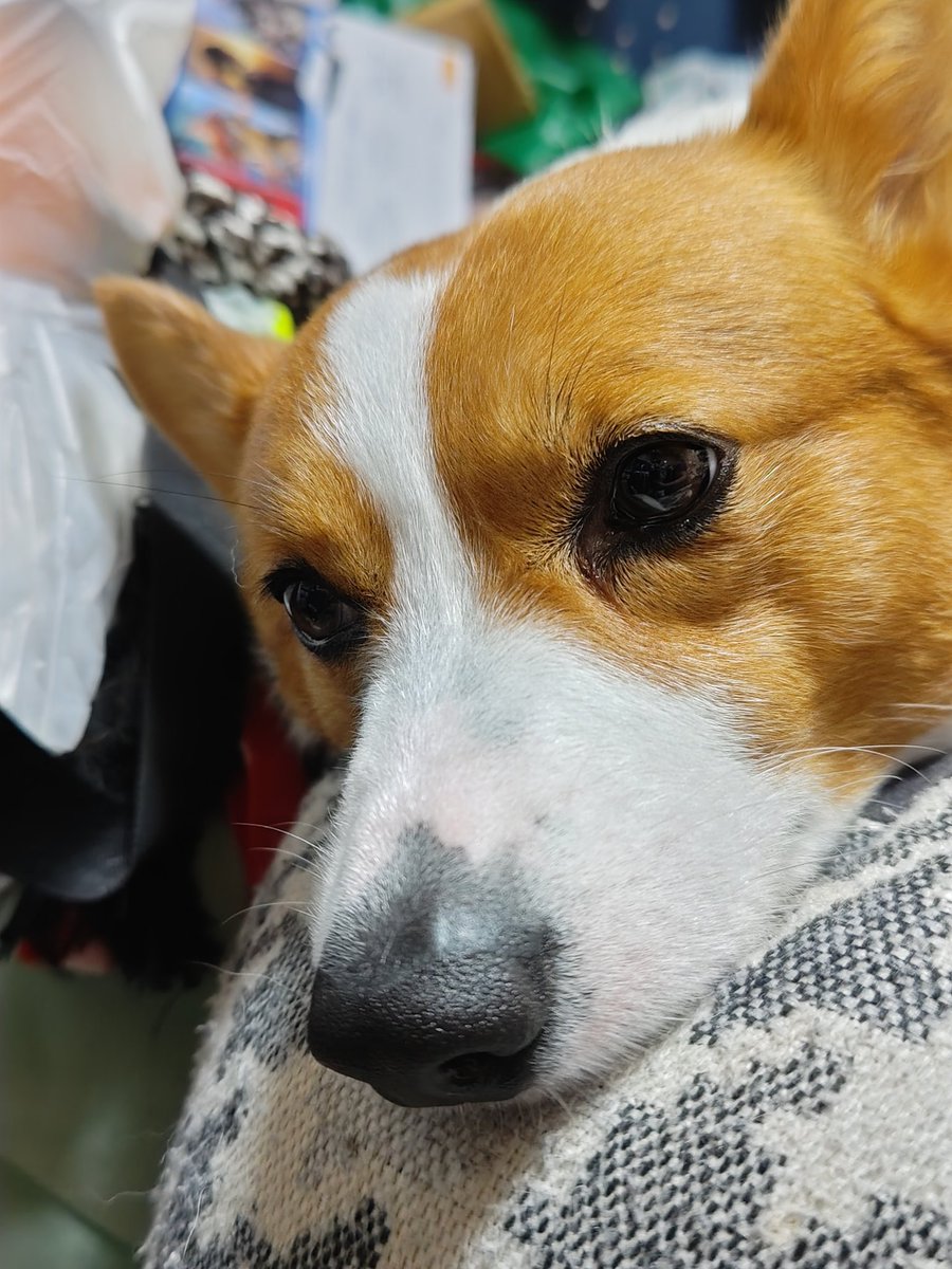 火曜日のコーギー
 #コーギー