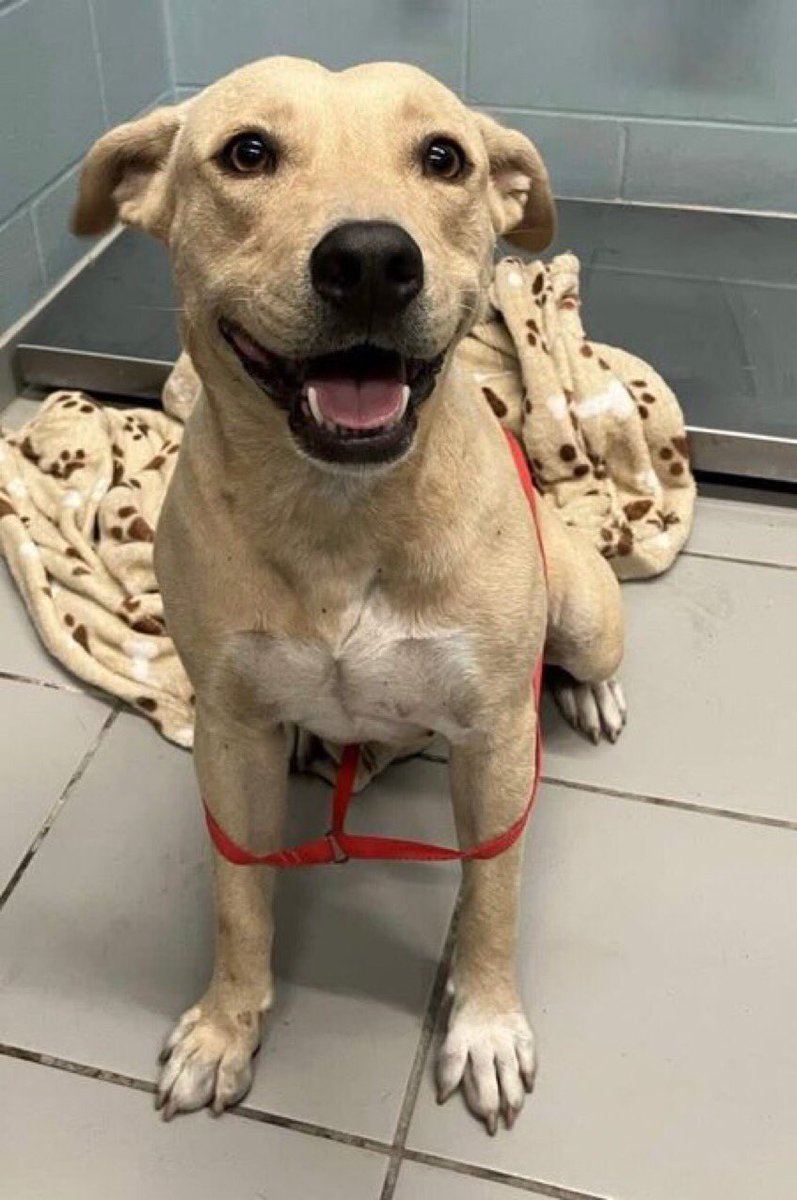 SamfromSpain's tweet image. ⏰’s run out 4 RAYA #A381415 Pittie mix only a yr old!
Just a pup!
Abandoned in yard 2 survive alone!
Can be killed @ any moment by Corpus Christi AC‼️
Another friendly/attention loving 🐕2 be put down 4 no good reason!!
What a great pet!
PLZ PLEDGE
#RESCUE
#ADOPT
She’s worth it!