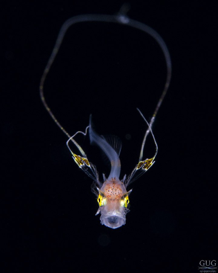 GugUnderwater's tweet photo. Looking like a big, scary dragon, this very rare, teensy, tiny baby Armored Sea Robin is always a pleasure to find.   This is the same species featured in my print, “Alien 27”
#armoredsearobin #searobin #gurnard #deepseafish #larvalfish #blackwater #gug #chrisgug #gugunderwater https://t.co/gGlVXJvGtx