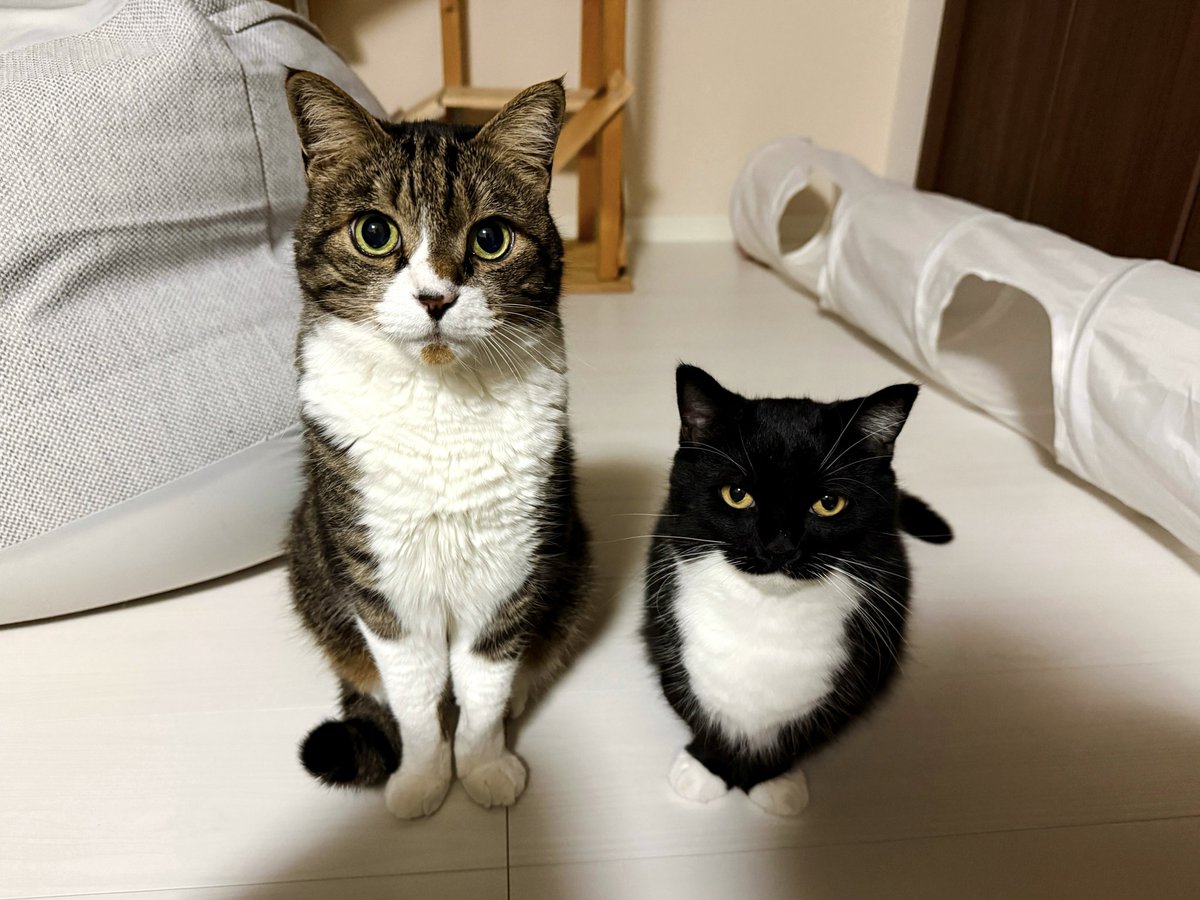 One of them is definitely a cat. The other… I'm not sure