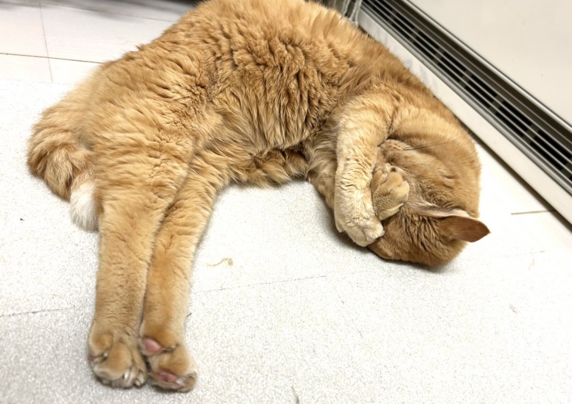 mnc5826's tweet photo. @nekomangakakuyo はじめまして！
私もそれ大好きでつい撮ってしまいます(*´ω｀*)
ぎゅっ💕 https://t.co/iaO52wEs18