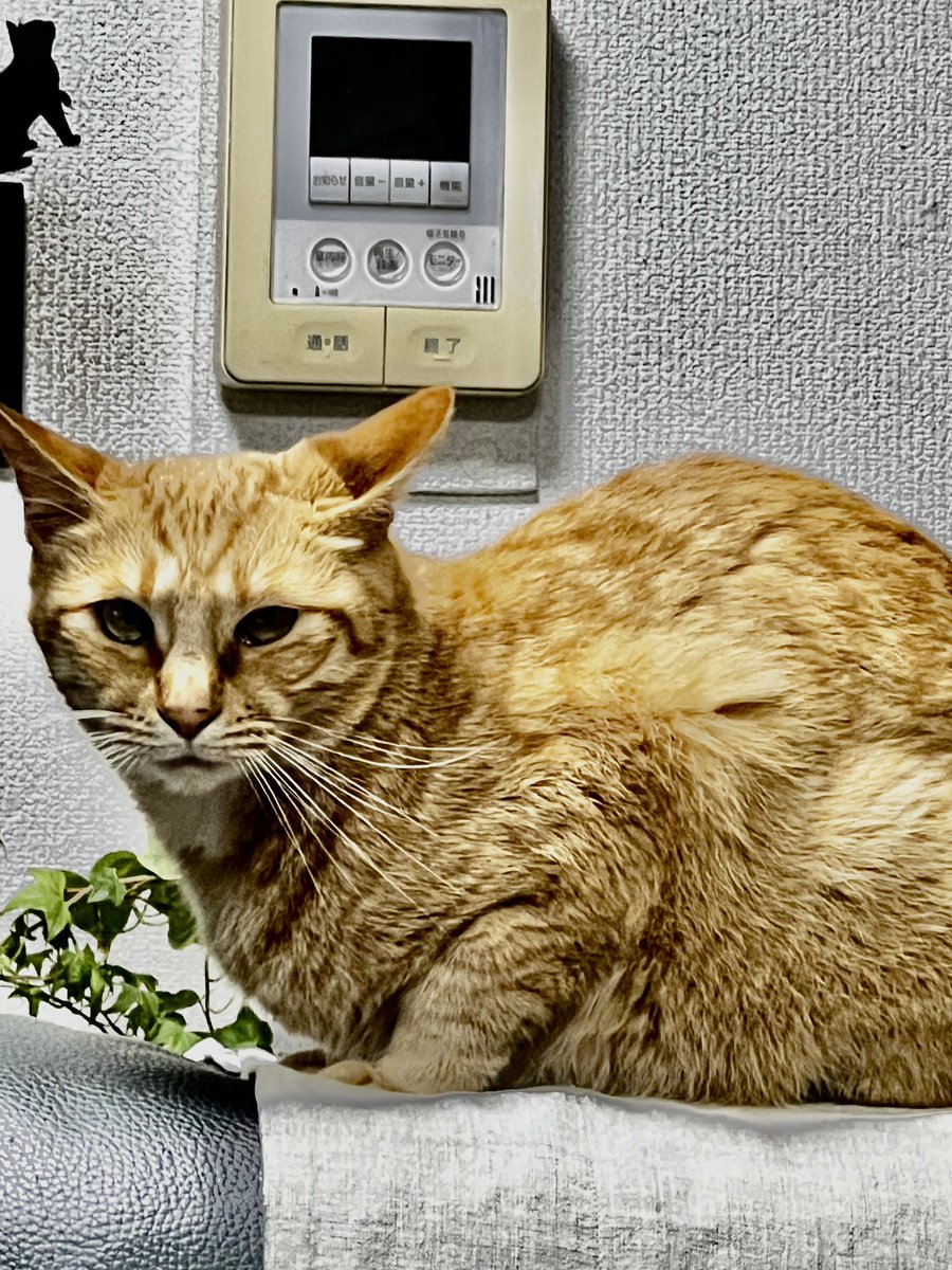 4月のポリープが取りきれず
先週は今年3度目の内視鏡💦
7月手術になりました（ ;  ; ）
今日は手術前の口内検査と心電図
食べられる時に食べよーー🍜
