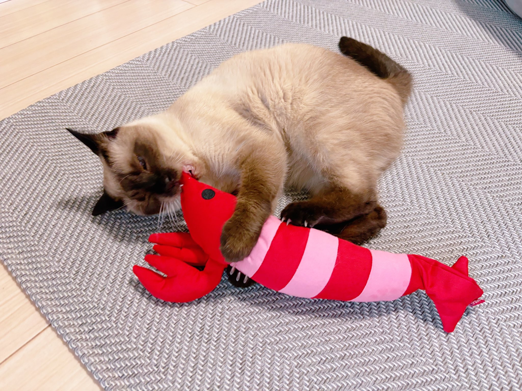 猫さん ねこさん🦉元保護猫フクロウ (@necosan__cat) / X