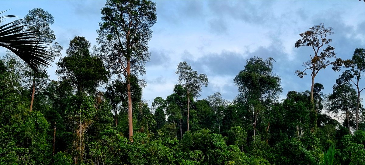 LeicesterGeog's tweet photo. Last week saw a meeting of the UK Tropical Peatland Research Group. This group was initially set up by Professor Sue Page and provides an opportunity for academic staff, researchers and PhD students to come together in an informal setting to discuss their latest research... 1/3 https://t.co/LUoMXfMsns