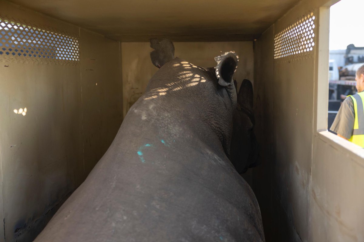 PHOTOS: The moment the second group of southern white rhinos touched down at Kigali International Airport, completing the historic 70-rhino translocation to Akagera National Park. 

📸: <a href="/MugwizaO/">Mugwiza Olivier 🇷🇼</a> /TNT