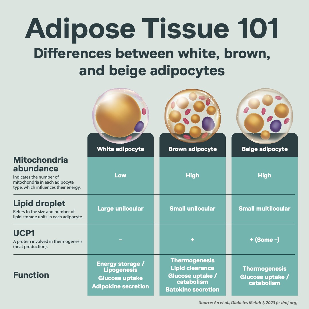 Marea_tx's tweet image. Adipose tissue not only stores energy but also plays a role in regulating the body’s physiology. New research shows adipose dysfunction is linked to many cardioendocrine diseases. We’re exploring smarter treatments to improve adipose tissue function and unlock new possibilities.…