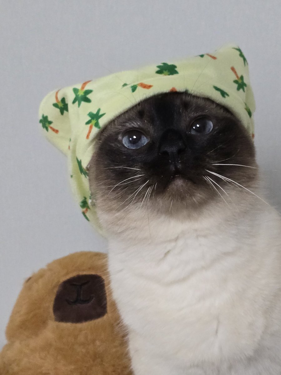 다이소 신상..
카피바라의 옷을 입었어요