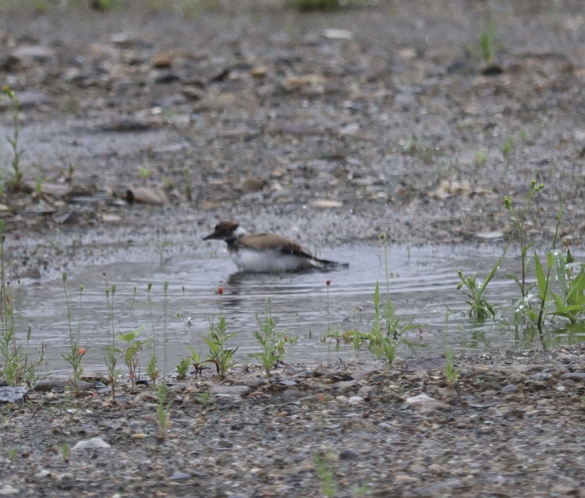 satchan2525's tweet photo. 昨夜から、ずっと雨が降ってたから心配だったけど…
チビコチドリちゃん達は、水たまりに飛び込んで楽しそうに水浴びしてました🤗

さっぱりしたら、お母さんのお腹の下へ😊
まだまだ甘えん坊さんだね😊
可愛い💕

＃コチドリ
＃親子
＃野鳥 https://t.co/tWzYqUDnuk
