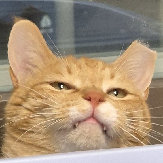 얘들아(0명) 귀여운 제리 꼭 봐줘...그리고 입양해줘....