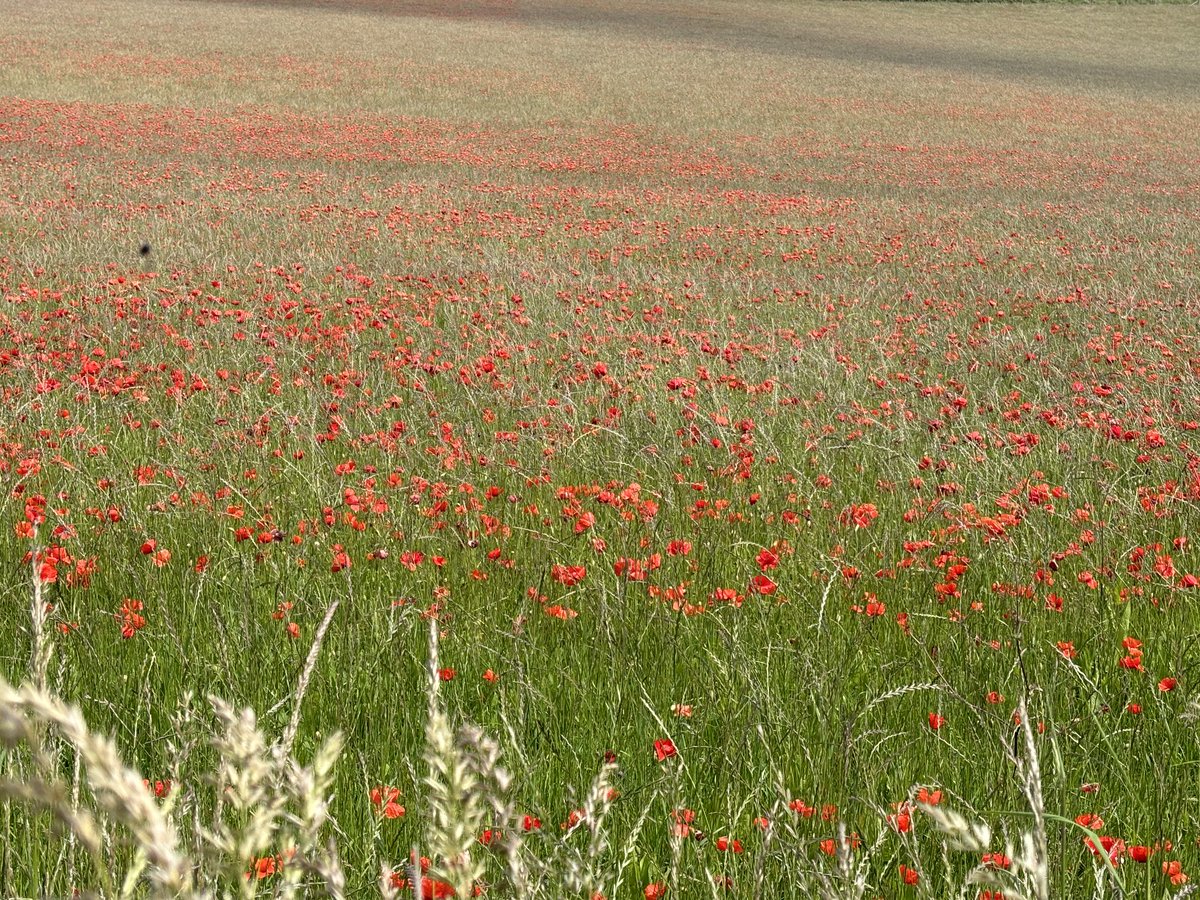Having a chill walking in the fields … Nature’s gift wild flowers