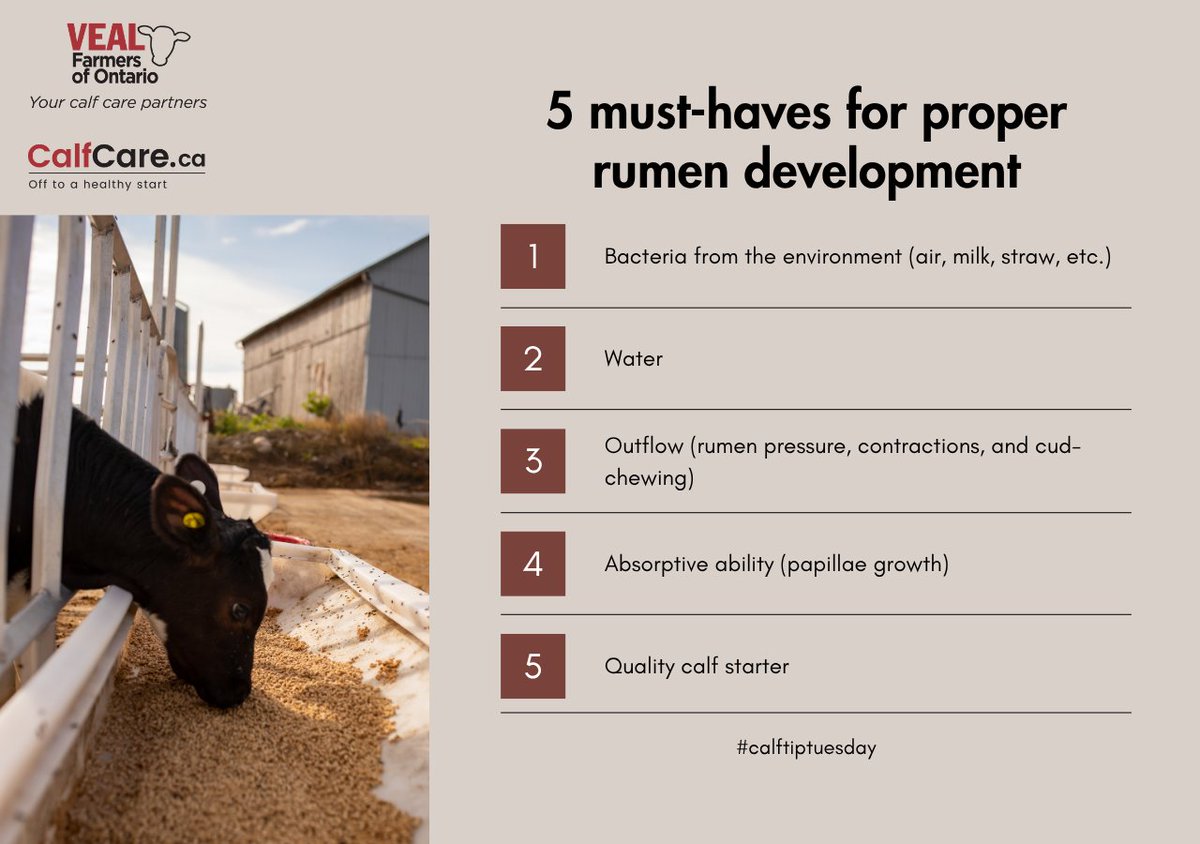 Rumen development usually occurs during the first 4 to 8 weeks of a calf’s life and is driven primarily through the intake of dry feed. 

Discover the 5 must-haves for proper rumen development in the May issue of the Milk Producer here:
milkproducer.ca/archive/2025-m…

#calftiptuesday