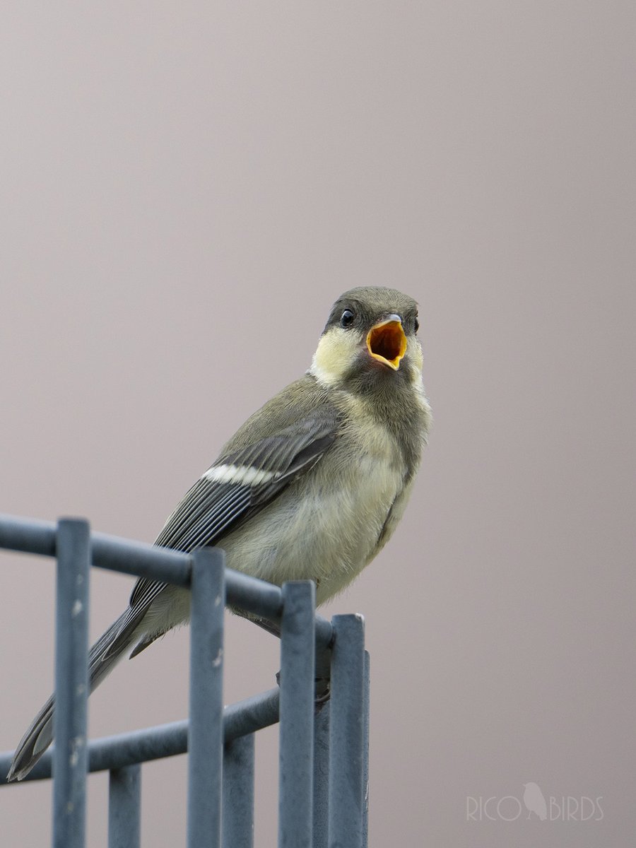 梅雨入りだってー
#シジュウカラ #野鳥 #野鳥撮影