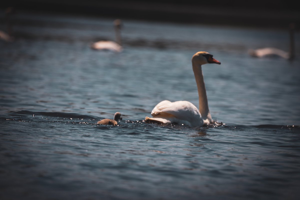 RNP_Romsilva's tweet photo. 📷 Imagini încântătoare din Parcul Natural Comana de pe 𝗕𝗮𝗹𝘁𝗮 𝗖𝗼𝗺𝗮𝗻𝗮, o adevărată oază de natură aflată la doar 40 km de București. 🌺
#parkranger #birds #Romsilva #lake #Comana https://t.co/Nzon2K413W