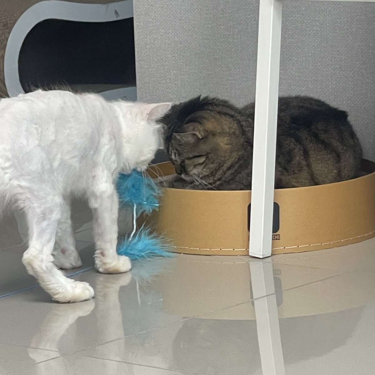 뚜기 진짜 천재고양이‼️
형아한테 같이 놀자고 장난감 갖고 갔어요😂😂

➡️뚜기 정보 및 입양신청서
naver.me/5W9ssd0t