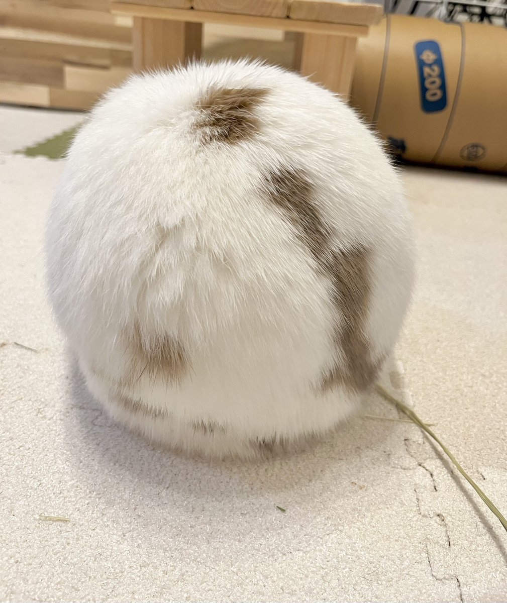 #ギリギリうさぎ判定選手権