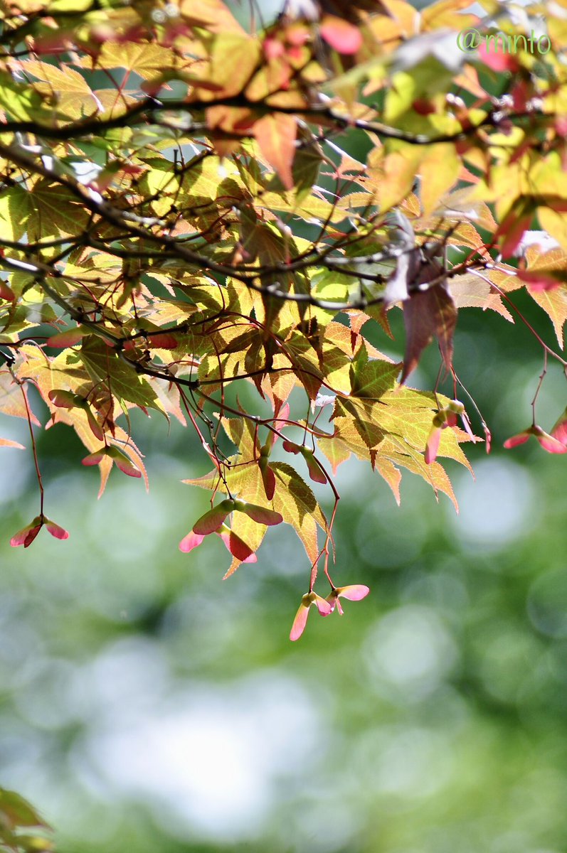 ＊イロハモミジ＊

イロハモミジの翼果が出来ていて可愛らしいです。
またお陽様に照らされて初夏の香りがしてきそうでした♡

おやすみなさい🌙