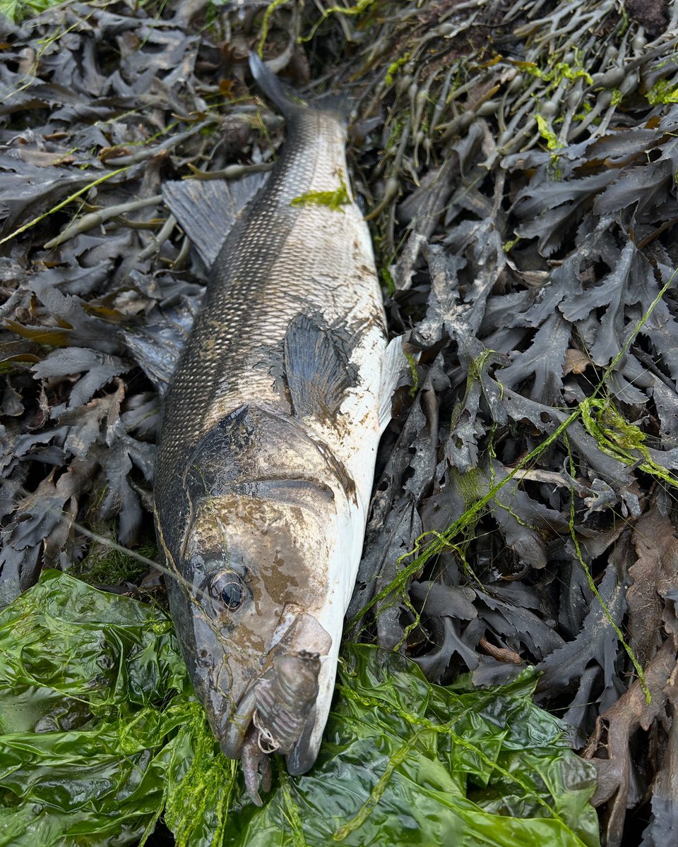 CATCH | Once again creature baits doing business in an estuarine system. These magnificat creatures are very habitual and pretty much do the same thing every day so if you can crack “the code” then its pretty much a case of repeat the process. 60cm on the nose.