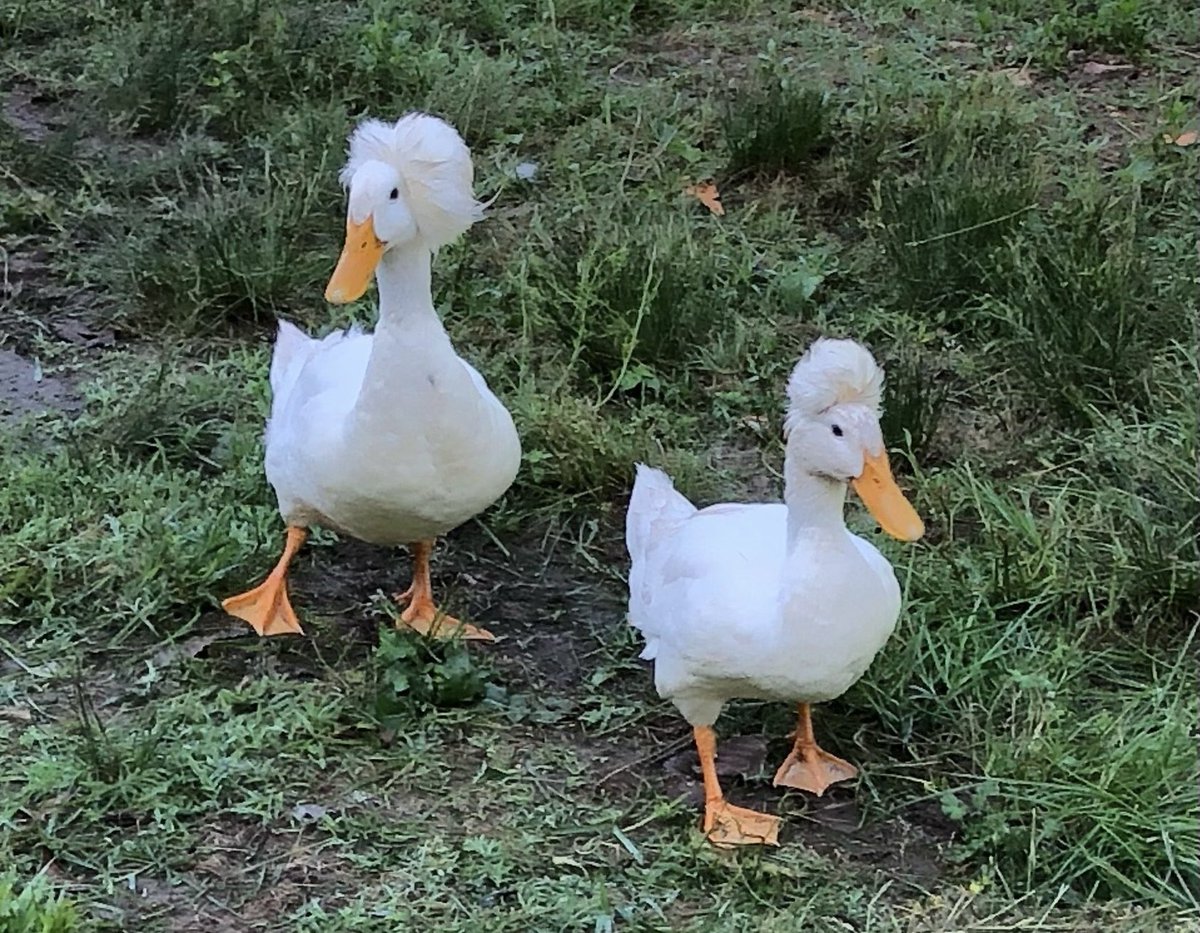 A friend gave these girls to us and they need names please help!