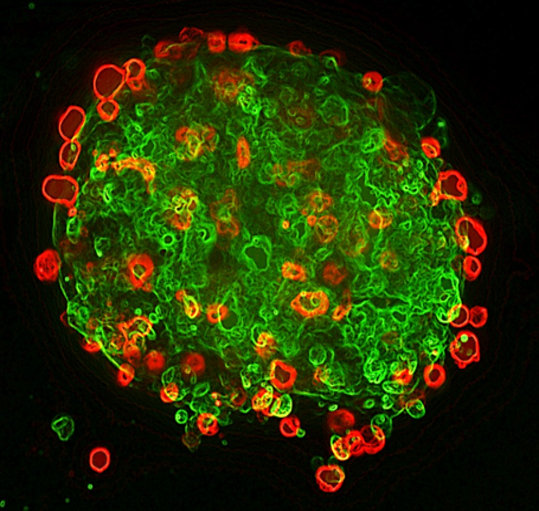 Fujifilm (@fujifilmus) on Twitter photo Did you know that in 2004 Dr. James Thomson, a pioneer in human pluripotent stem cell research, laid the first foundation to what would become <a href="/CellDynamics/">Fujifilm Cellular Dynamics</a>?
Innovation is in our genes! 🧬 And thanks to Dr. Thomson’s vision, and the many employees and teams that have come after Did you know that in 2004 Dr. James Thomson, a pioneer in human pluripotent stem cell research, laid the first foundation to what would become <a href="/CellDynamics/">Fujifilm Cellular Dynamics</a>?
Innovation is in our genes! 🧬 And thanks to Dr. Thomson’s vision, and the many employees and teams that have come after