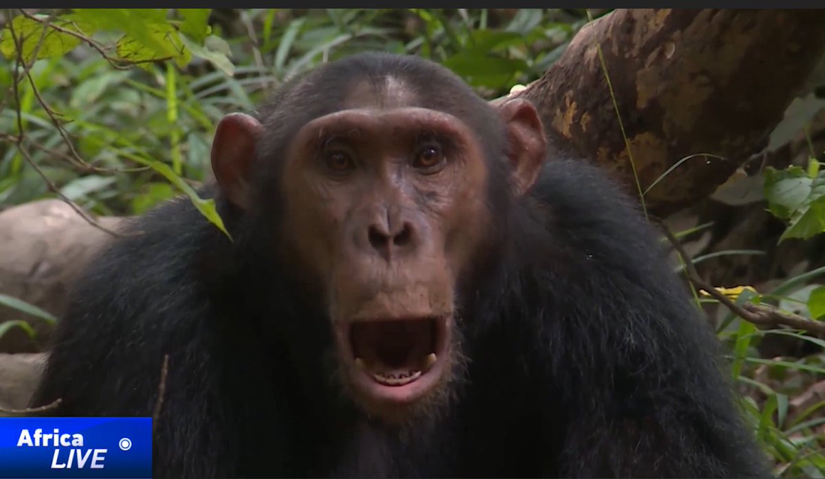 Scientists in Uganda’s Bwindi Impenetrable Forest are habituating rare mountain chimpanzees for the first time, aiming to protect them and boost great ape tourism. youtu.be/SXflGJms9SU