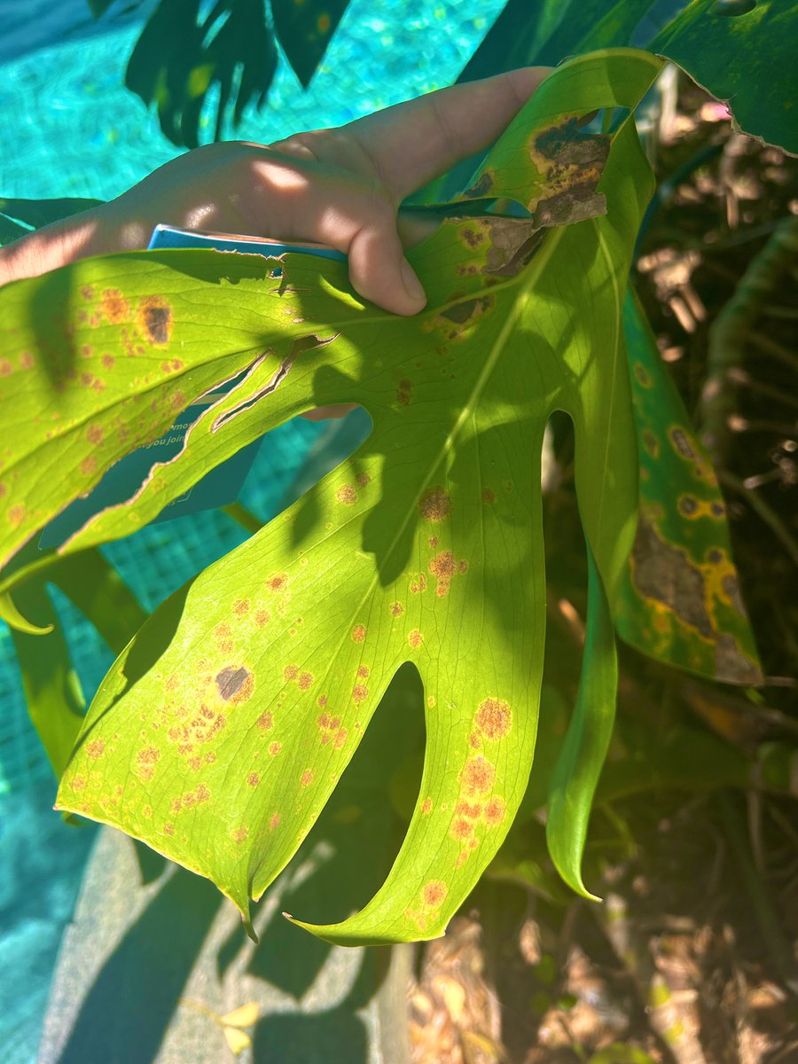 Tropical Plant Clinic & Research Lab (@clinicplant) on Twitter photo Taipei Day #1: Aroid #Rust on Monstera is also present in #Taiwan! 👀👀👀
Check this pub for more info on the disease:
doi.org/10.1094/PDIS-0…
<a href="/APS_Tropical/">APS Tropical Plant Pathology Committee</a> <a href="/APS_OIP/">APS Office of International Programs</a> <a href="/UFPlantPath/">UF/IFAS Plant Pathology Department</a> Taipei Day #1: Aroid #Rust on Monstera is also present in #Taiwan! 👀👀👀
Check this pub for more info on the disease:
doi.org/10.1094/PDIS-0…
<a href="/APS_Tropical/">APS Tropical Plant Pathology Committee</a> <a href="/APS_OIP/">APS Office of International Programs</a> <a href="/UFPlantPath/">UF/IFAS Plant Pathology Department</a>