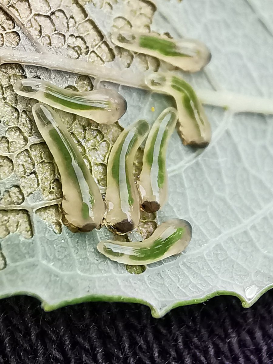 Little biddy see-through sawfly larvae 😄