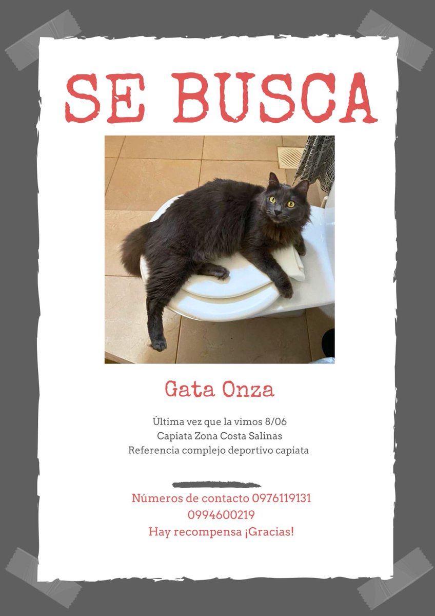 Mi gata está perdida desde ayer. Responde al nombre de Onza. Es muy dócil, creemos que alguien la llevó. Por favor me ayudan un montón compartiendo
Hay recompensa