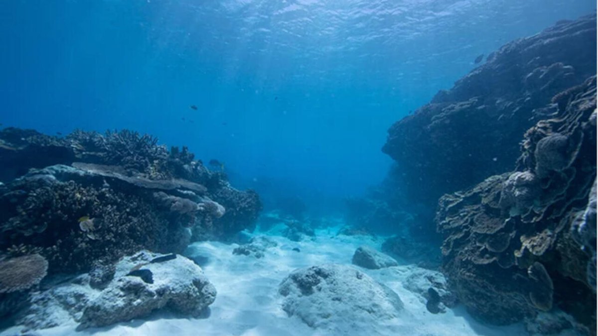 Đại dương trước các thách thức về kinh tế và bảo tồn rfi.my/BkOX.x