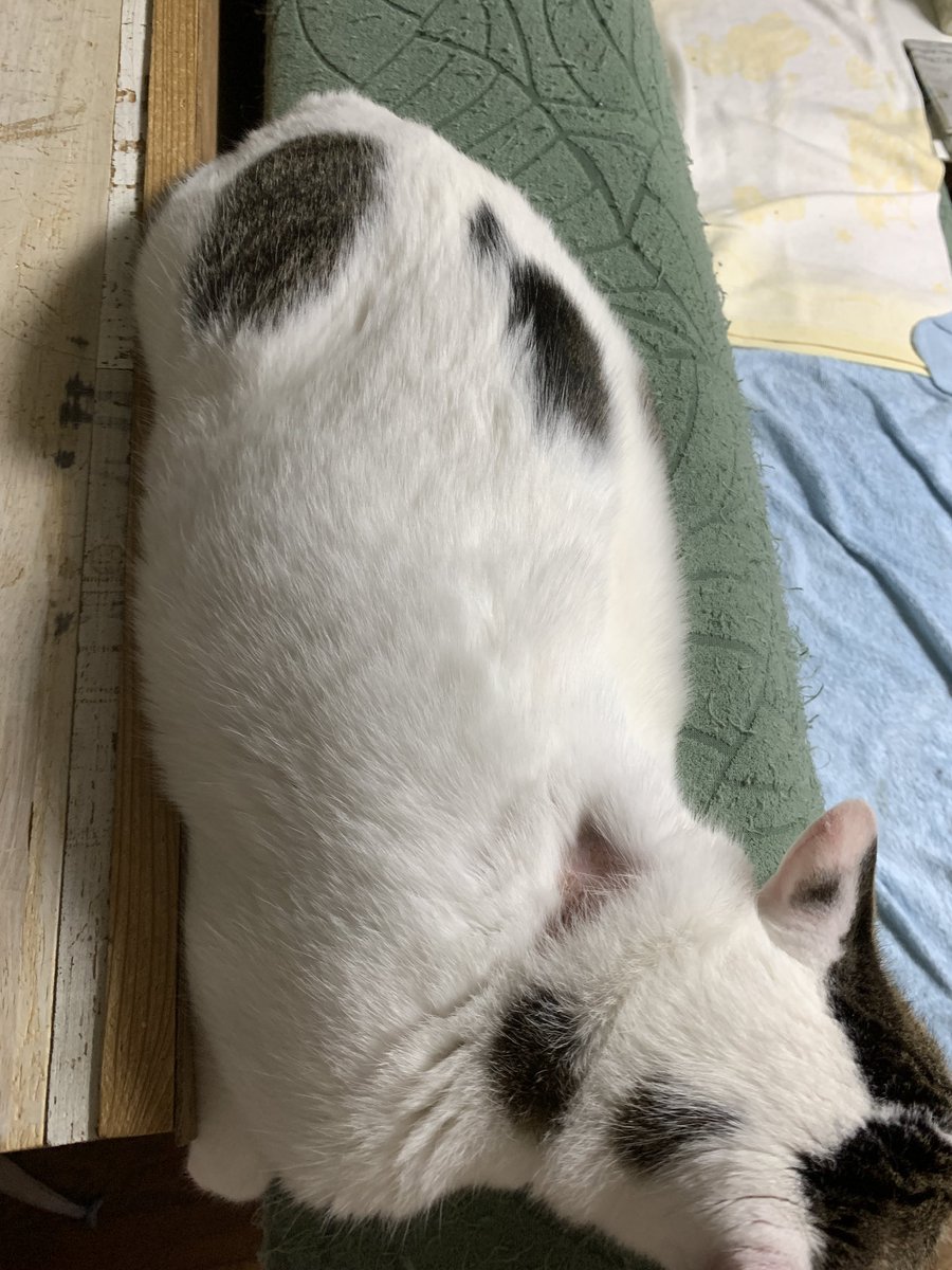 nekojarasi17's tweet photo. #FIPドライタイプ
#cureFIP 注射薬で治療中
あと10日ほどで、84日の治療が終わる❤️🩹
#トロ くんの背中
注射痕で硬くなっている
毎回、注射の針をどこに刺そうかって硬くない場所を探す
あと7回ぐらい注射、その他の日は飲み薬予定
ここまで来た!最後のラストスパートだ🏃♂️
ご支援に感謝🙇♀️ https://t.co/hM1Nurqm5r