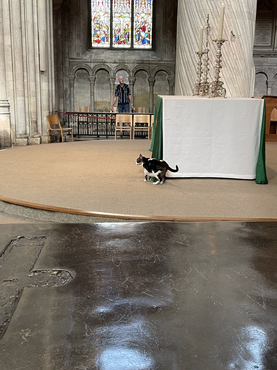 chrisstovell's tweet image. Cats of Norwich Cathedral today. 
#julianofnorwich #Budge