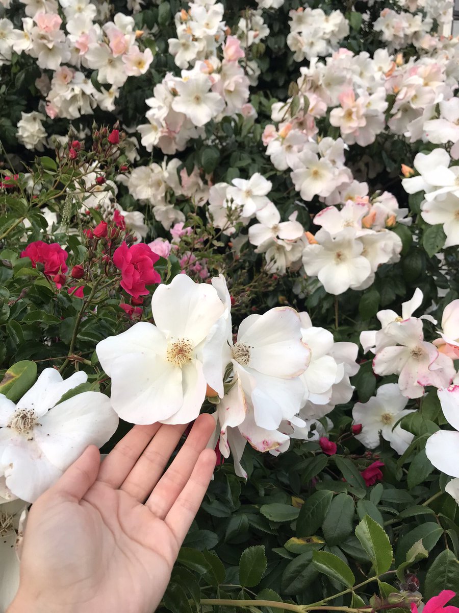 Elena Lake 🌿 tweet media