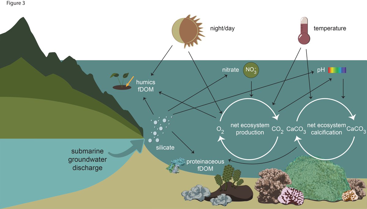 ESAMonographs's tweet image. 🆕 in the journal: Nutrients delivered from land to reefs via groundwater rev up coral metabolism, impacting carbon cycling, pH and reef growth
📄Terrestrial nutrient inputs restructure coral reef dissolved carbon fluxes via direct and indirect effects
doi.org/10.1002/ecm.70…