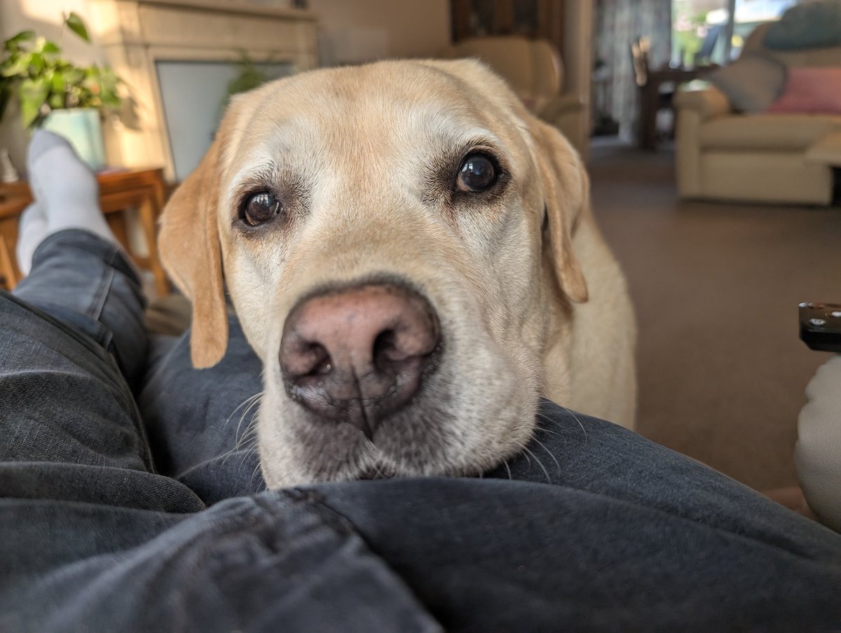 Trying to book <a href="/TravelodgeUK/">Travelodge UK</a> with an assistance dog is the most #disability unfriendly system.