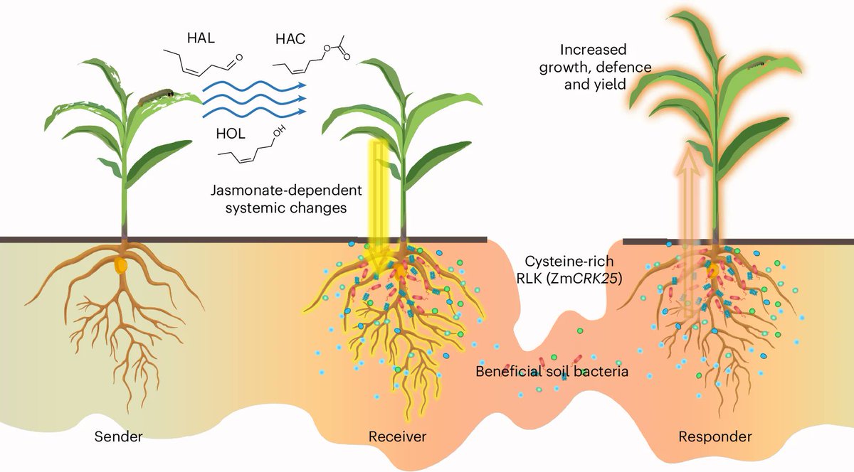 DsouzaAjwal's tweet image. Herbivore-triggered leaf volatiles improve plant performance through jasmonate-mediated plant-soil interactions
When herbivores attack plants, they trigger the release of green leaf volatiles (HAL, HOL, and HAC). These compounds activate jasmonate production both at the attack…